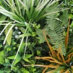 Hojas en detalle Botanic