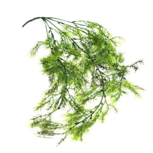 Planta Colgante Eneldo 80cm