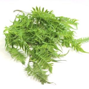 Planta Colgante Helecho 80 cm