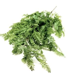 Planta Colgante Helecho Dorado 80 cm