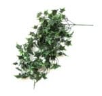 Hiedra Sgitifolia Oscura