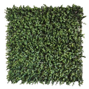 Eukalyptus Künstlicher Garten