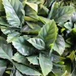 Jardín Vertical Artificial Exotic en detalle