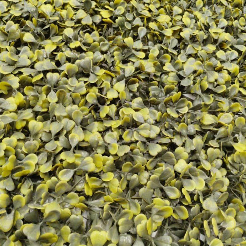 Liquidación deluxe boj antiguo en detalle