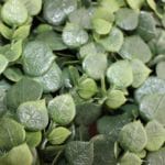 Jardín vertical eucalyptus detalle