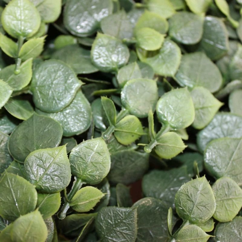Jardín vertical eucalyptus detalle