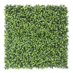 Ficus-Vertikalgarten