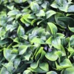 Jardín vertical Ficus hojas