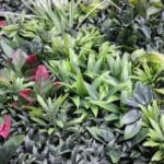 Jardín vertical Artificial Yellow Garden