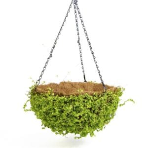 Cesta colgante de hiedras