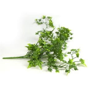 Planta Colgante Hiedra Sagitifolia clara 80cm