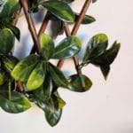 Valla de ocultación Yellow Fence detalle