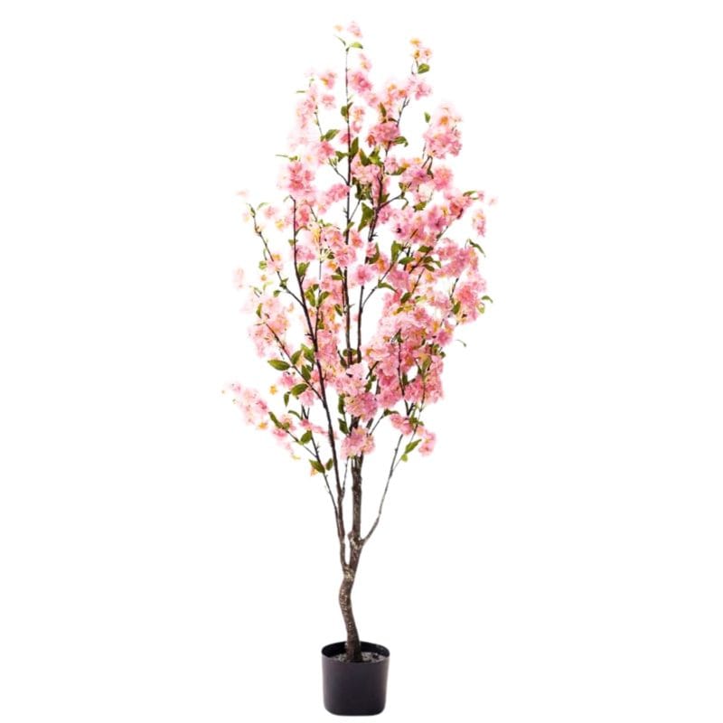 Almendro rosa 140 cm