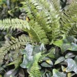 Details of the Green Garden artificial vertical garden