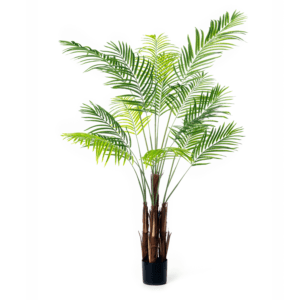 Planta Palmera Areca 160-250 cm