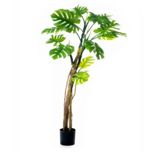 Planta Montsera 180 cm