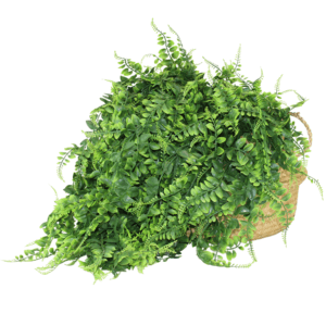 Planta Colgante Árbol de Curry 80cm. PACK DE 5 UNIDADES.