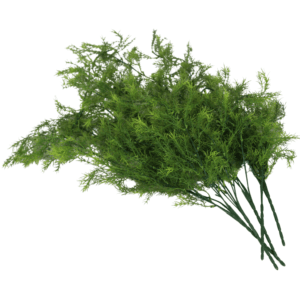 Planta Colgante Eneldo 80cm. PACK DE 5 UNIDADES.