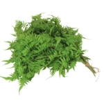 Planta Colgante Helecho Dorado 80 cm. PACK DE 5 UNIDADES