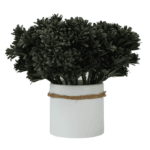 Rama de Roseta Oscura. PACK DE 5 UNIDADES.