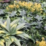 Jardín vertical magic garden