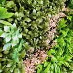 Dettagli del giardino verticale Fresh Garden Giardino verticale Fresh Garden Garden nel dettaglio