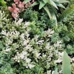 Jardín Vertical Urban Jungle plantas