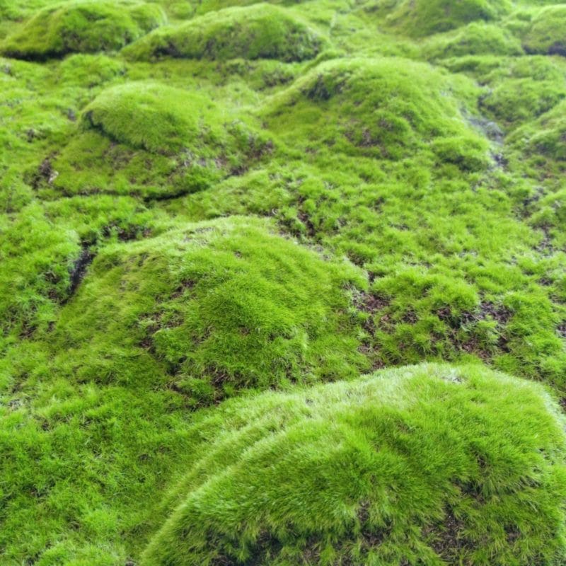 Cushion moss en detalle