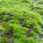 Detalles del musgo artificial Cushion Moss