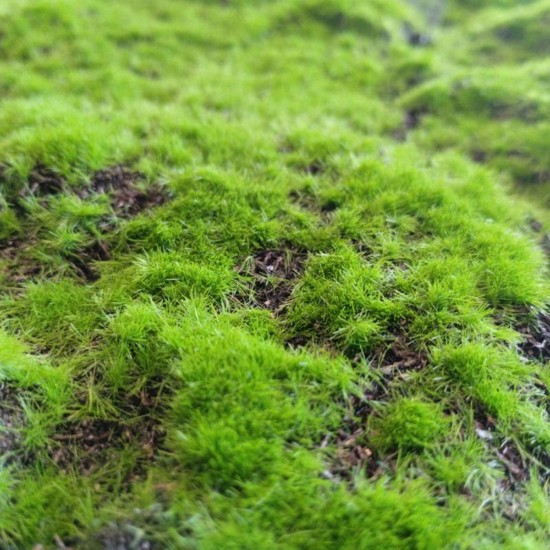 Detalles del musgo artificial Cushion Moss