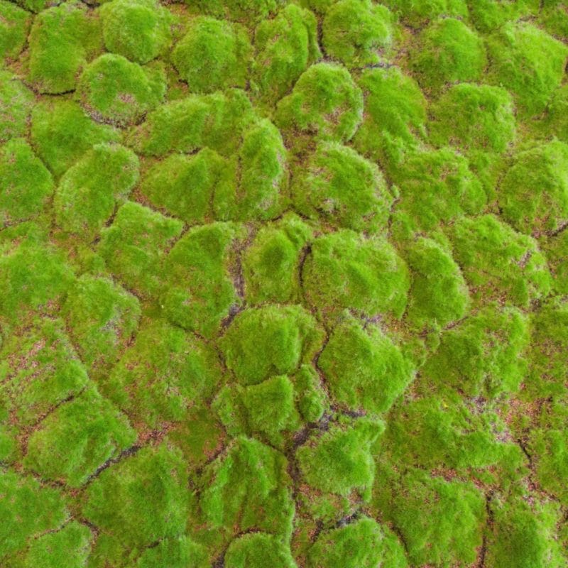 Springy Moss en detalle