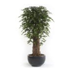 Ficus deluxe