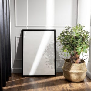 Decoración ficus botanic