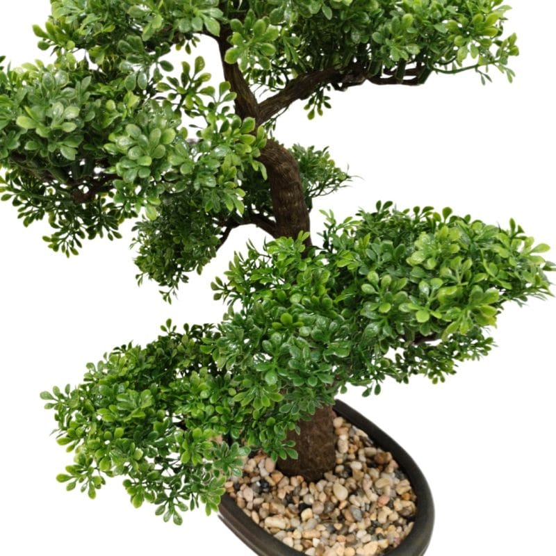 Hojas bonsái ficus