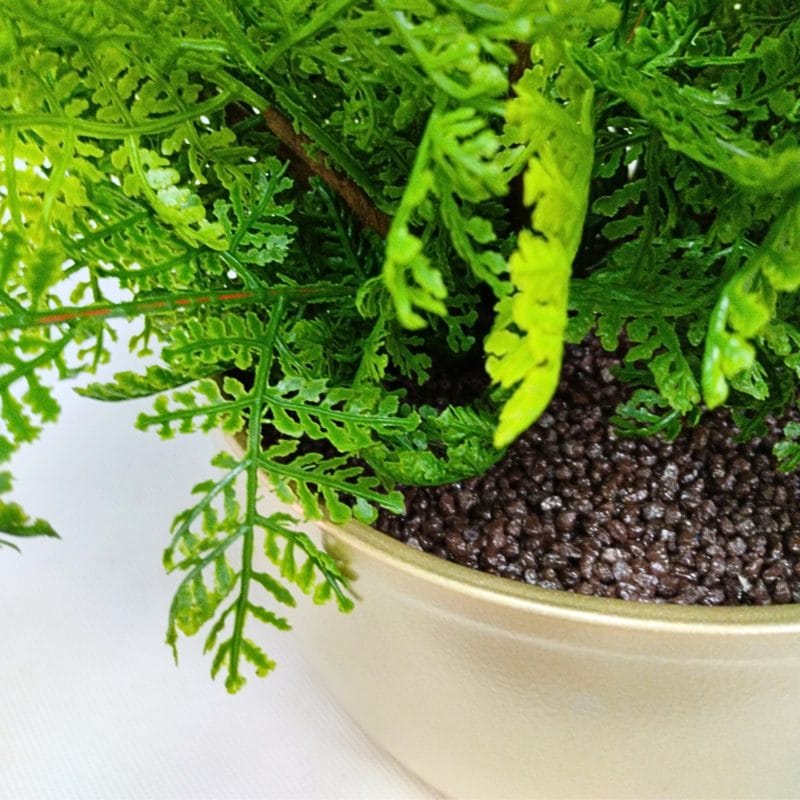 Maceta mini bosque de helechos