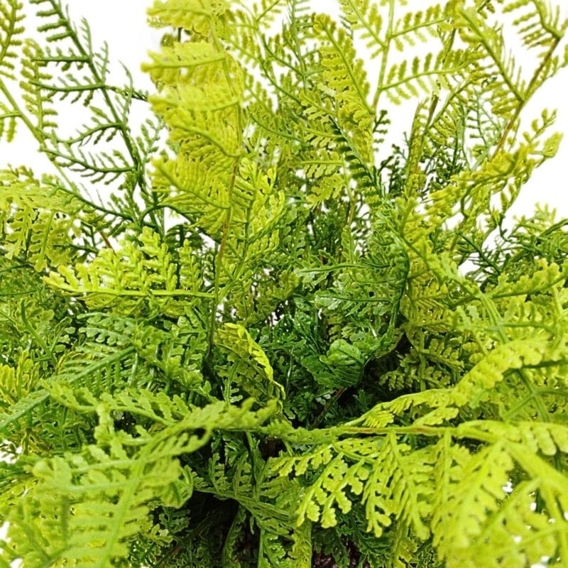 Mini bosque de helechos artificial