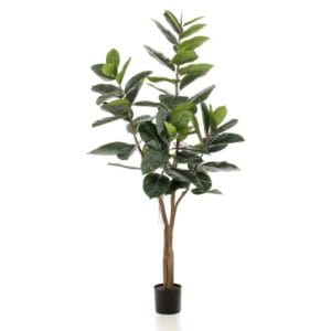 Árbol ficus lyrata