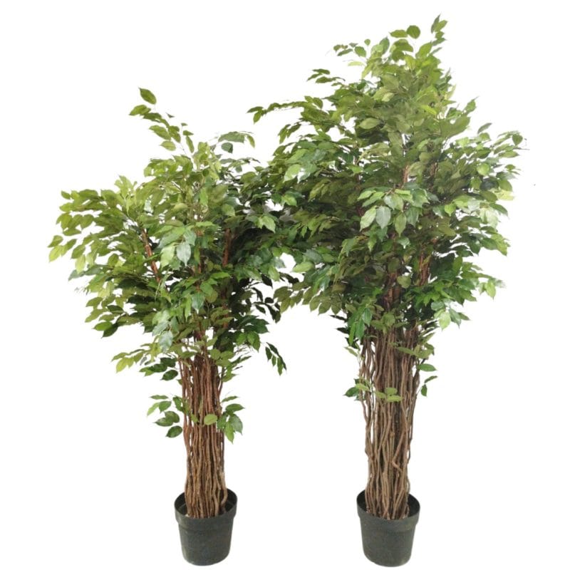 Ficus deluxe 180 cm y 210 cm