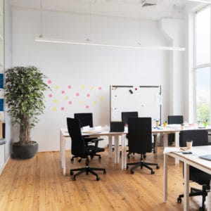 Dekoration mit edlem Ficus