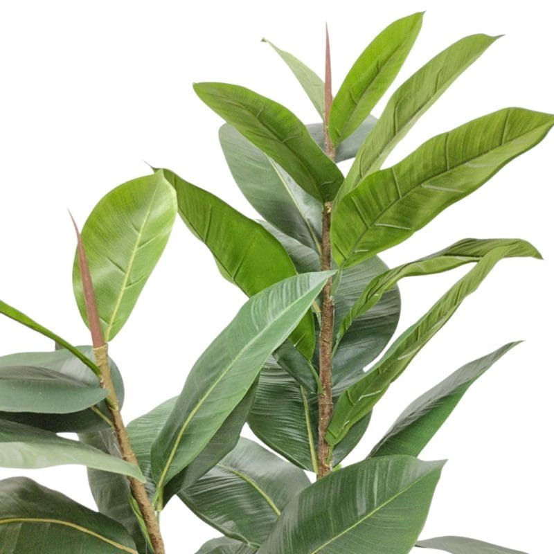 Hojas ficus lyrata