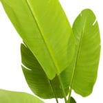 Hojas strelitzia artificial