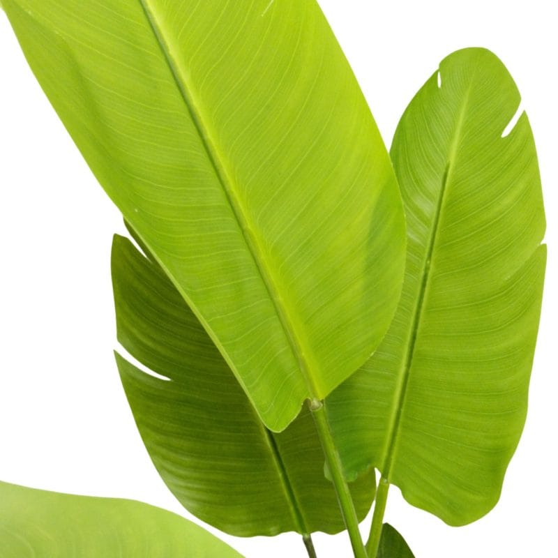 Hojas strelitzia artificial