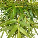 Folhas de bambu artificiais de luxo