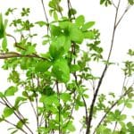 Hojas árbol tropaeolum verde