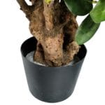 Maceta ficus botanic