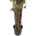 Troncos ficus deluxe