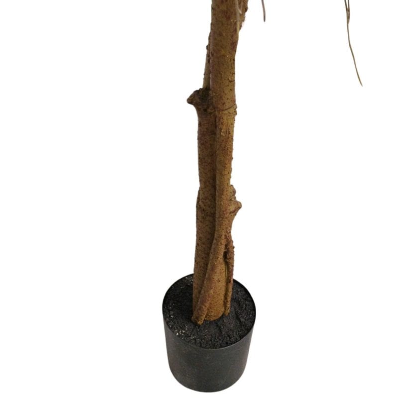 Maceta y tronco ficus lyrata