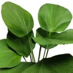 Folhas artificiais de palmeira, liquefa