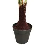 Vaso artificial de palmeiras para licor