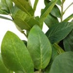 Fulles planta artificial zamioculca